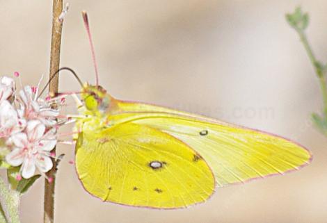 Colias harfordii, Harford's Sulphur on a California Buckwheat - grid24_12