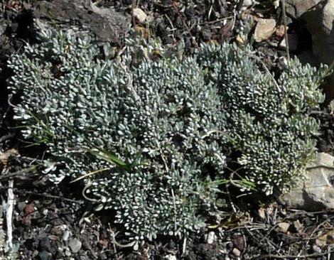 Eriogonum kennedyi austromontanum in and about Big Bear. - grid24_12