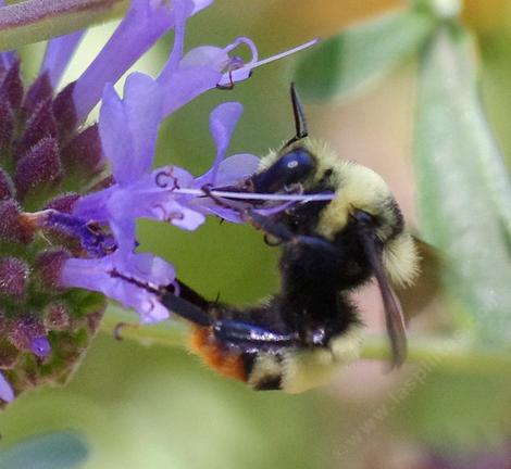 Bombus crotchii, Crotchety Orange Rumped Bumblebee. It flew off when it saw me. - grid24_12