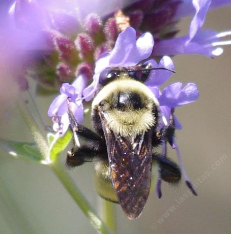 Bombus crotchii, Orange Rump Bumblebee on a Salvia clevelandii flower (from behind) - grid24_12