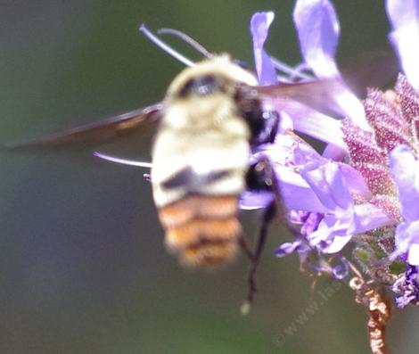 Orange Rump Bumblebee, Bombus crotchii working Salvia clevelandii 'Alpine' - grid24_12
