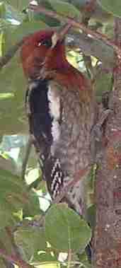 Red-breasted sapsucker, Sphyrapicus ruber - grid24_12