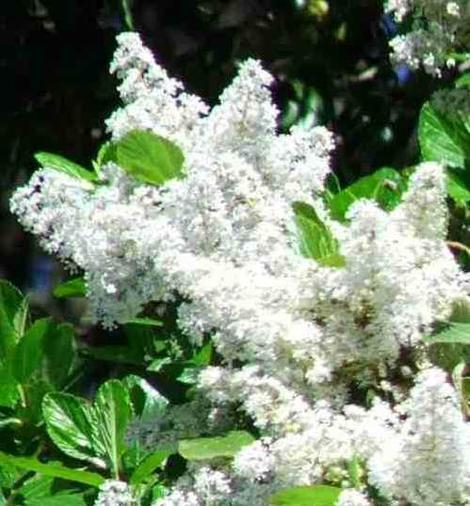 A f3.1 picture of Ceanothus arboreus - grid24_12