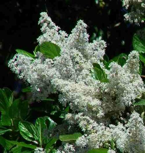 a F5.6 shoot of a Ceanothus arboreus - grid24_12