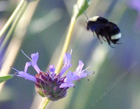 Bombus vosnesenskii visiting a Salvia Alpine flower in the Santa Margarita native garden. - grid24_12