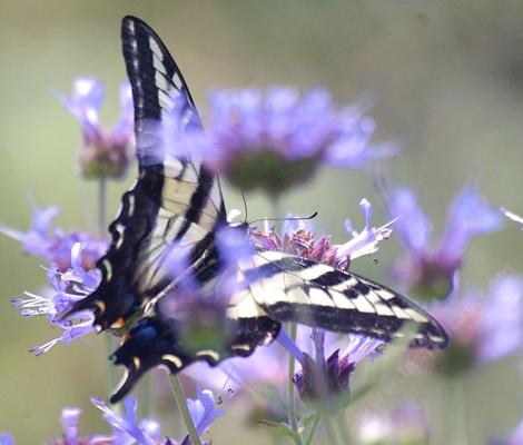 If you've not figured it out yet, Salvia clevelandii Alpine is a great wildlife plant. - grid24_12