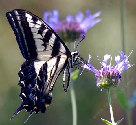 Pale Swallowtail, Papilio palamedes on a Salvia clevelandii Alpine - grid24_12