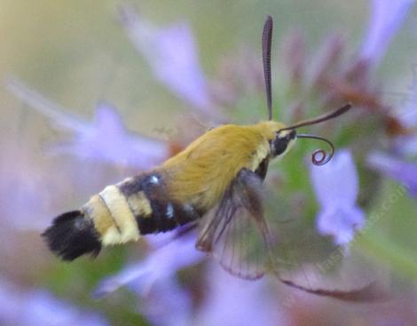 A Bumblebee Moth or Snowberry Clearwing, Hemaris sp.  working a Salvia clevelandii Alpine flower. When he flies between flowers the tongue is rolled. These moths used to be out at night all over Southern California. Imagine going out in the evening in Santa Barbara or Los Angeles and finding a Bumblebee moth working the flowers. - grid24_12