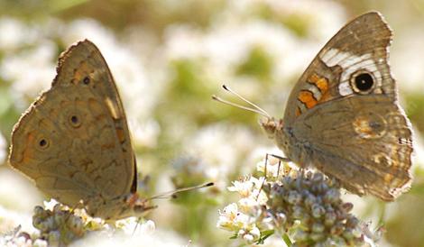 A female and male Buckeye Butterfly, Junonia coenia messing around on a California buckwheat, or buckwheat for the buckeyes. - grid24_12