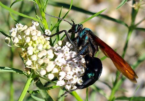 Pepsis - Tarantula Hawk on a Narrowleaf Milkweed. - grid24_12