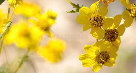 This San Diego Sunflower had been in flower for months when I took this picture. They flower most of the spring and summer. - grid24_12