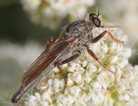 A Robber Fly, Stenopogoninae is a rather ruthless predator. Most small flies, bees and other insects are nothing but lunch. - grid24_12