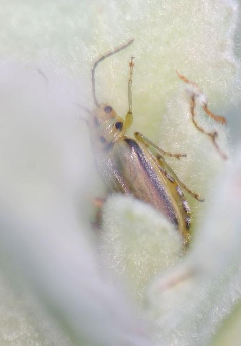 probably related to Three-Lined Potato Beetle - grid24_12 probably related to Three-Lined Potato Beetle - grid24_12