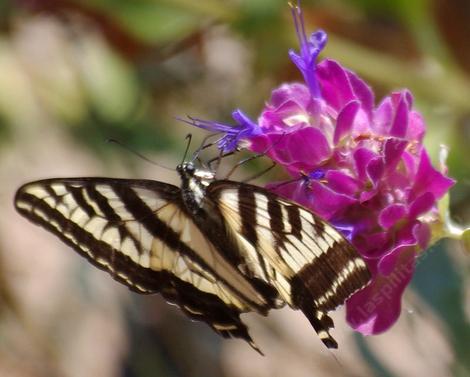 A Swallowtail with a bite out of it's wings sipping the flowers of Salvia pacyphylla, Rose sage. - grid24_12