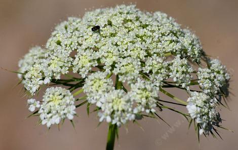 American Wild Carrot. This one was in a pot and very happy so the flowers are very large. In the wild they can be  a centimeter across on a little dinky plant.  - grid24_12