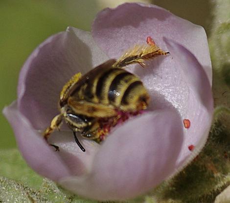 An Andrena bee on Malacothamus marrubioides. These little bees are amazing pollinators. - grid24_12