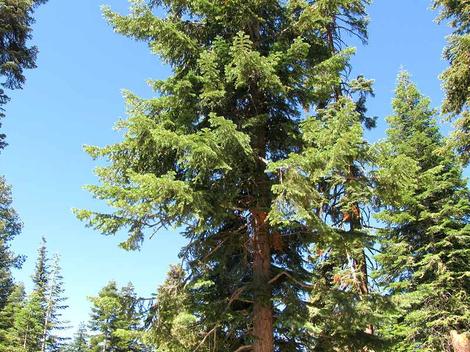 Red fir up in the Lower Sierras at about 7500 feet. - grid24_12