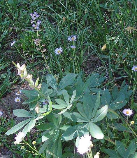 Lupinus latifolius, Broadleaf Lupine - grid24_12