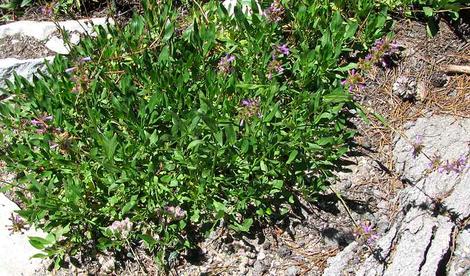 Sierra Penstemon in a Sierra Meadow at about 7500 feet. The Sierra Penstemon makes a nice small scale groundcover. - grid24_12