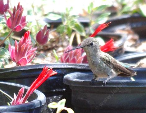 Monardella macrantha, Red monardella in the nursery with an Anna Hummingbird  resting next to lunch. - grid24_12