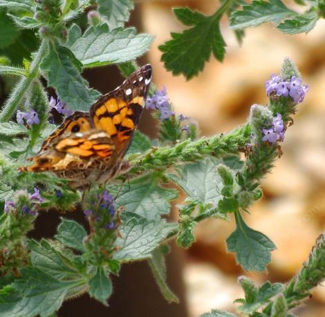 A West Coast Lady on the Verbena lasiostachys, Western Vervain - grid24_12