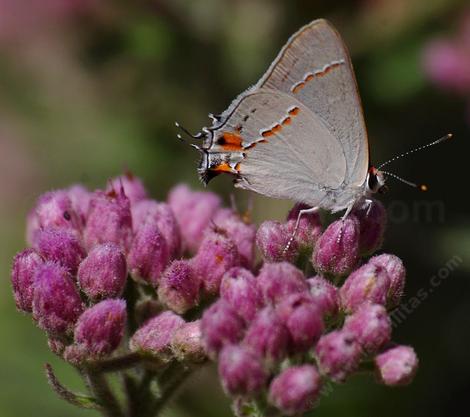 Salt Marsh Fleabane with a Gray hairstreak, Strymon melinus - grid24_12