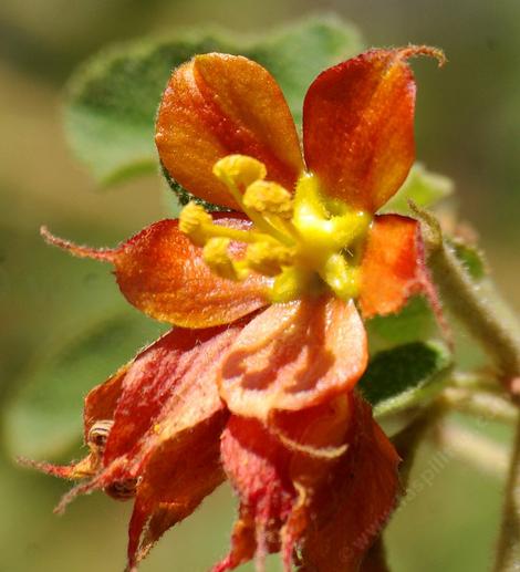 This Fremontia grows as a small sprawling bush.The orange flowers look like they belong to an apricot or orange.  - grid24_12