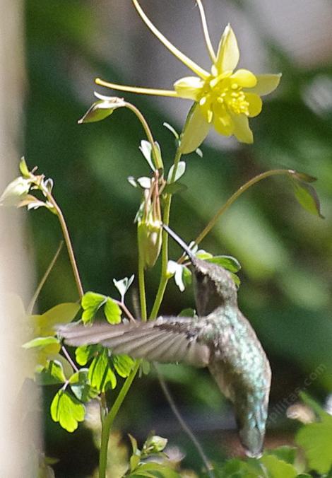 Anna Hummingbird on a Sierra Columbine. - grid24_12