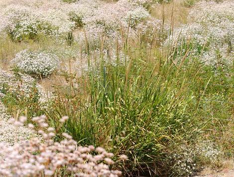 This was a planting down by our bridge. I thought the Giant Rye / Buckwheat mix was wonderful. - grid24_12