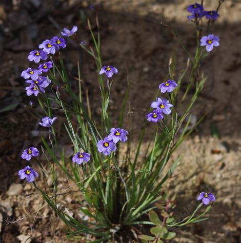 Sisyrinchium bellum, Blue Eyed Grass is a frequent resident of open areas from the coast inland to where the housing starts getting reasonable. In some places Blue Eyed grass is native, with no extra water, on hillsides as far 50 miles inland. In moist spots this iris can be found in much of California, even bordering the desert. It used to be all over the parking lot at the  Topanga  RCD, Los Angeles. - grid24_12