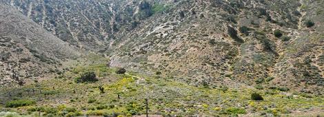 This is between Mojave and Tehacapi where the Joshua Tree Woodland and Pinyon Juniper Woodland Match. Some places along here you'll also find Central Oak Woodland. - grid24_12