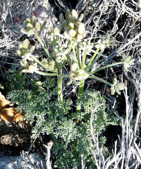 Seeds of Lace parsley - grid24_12