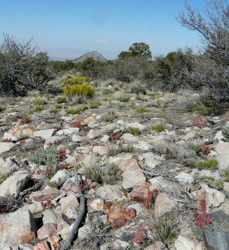 This example of a rock garden was at about 5000 feet on the north side of Big Bear and south of Lucerne. - grid24_12