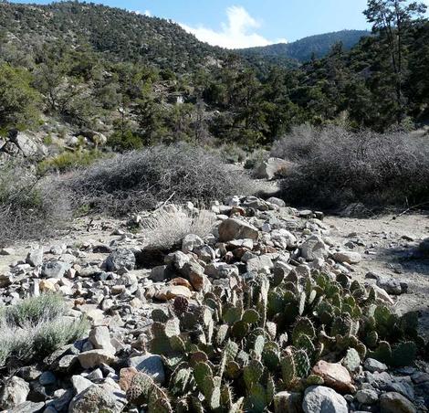 Opuntia phaeacantha between the desert and Big Bear - grid24_12