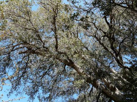 Quercus chrysolepis, Canyon Live Oak between Big Bear and Lucerne  along a stream at 5000 ft. - grid24_12