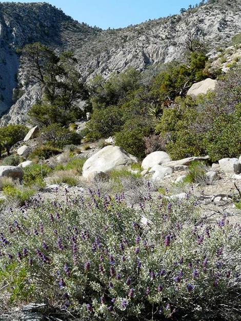 Purple Desert sage commonly grows along the edges of the desert. Big Berry Manzanita, Happlopappus linearis, Single Leaf Pinyon, Stipa speciosa - grid24_12