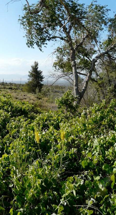 Southern California Grape and Desert Grape in a wet spot south of Lucerne, mixed with Stanleya pinnata and Populus fremontia. - grid24_12