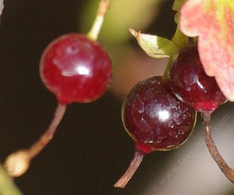 Ribes aureum gracillimum, Golden Current Berries. - grid24_12