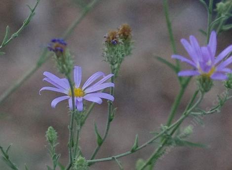 Aster occidentalis. Western Aster - grid24_12