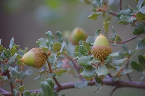 Scrub Oak, Quercus berberidifolia - grid24_12