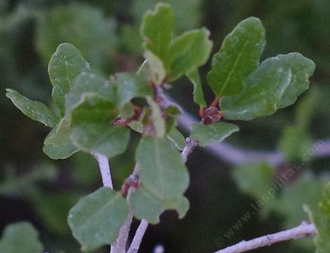 This scrub oak has smooth leaves - grid24_12