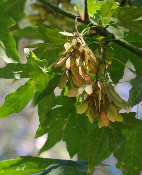 The winged seeds of Big Leaf Maple - grid24_12