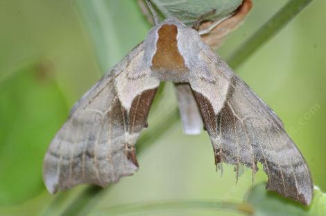Smerinthus cerisyi, One-eyed sphinx moth
 - grid24_12