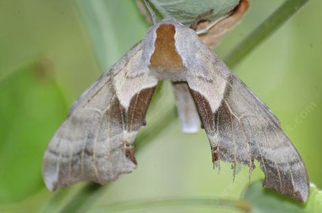 Smerinthus cerisyi, One-eyed sphinx moth
 - grid24_12