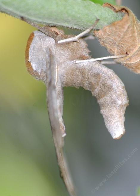 One-eyed sphinx moth, Smerinthus cerisyi
 - grid24_12