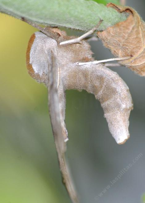 One-eyed sphinx moth, Smerinthus cerisyi
 - grid24_12