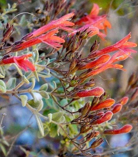 Red beardtongue is designed for hummingbirds - grid24_12