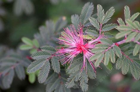 Calliandra eriophylla, Fairy Duster. with leaves. - grid24_12