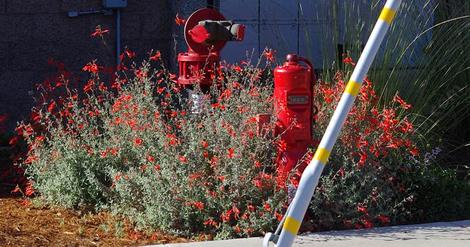 This California fuchsia is a fire red thing with red Bert's Bluff flowers. Native plants are amazing! Naturally! This planting was in San Luis Obispo in heavy adobe soil. - grid24_12