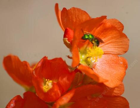 Munro's Globemallow flower - grid24_12